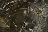 Triassic Petrified Wood (Woodworthia) Round - Dark Preservation #382197-1